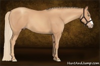 Horse Color:Gold Champagne 
