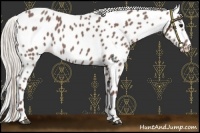 Horse Color:Chocolate Silver Black Appaloosa 