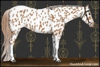 Horse Color:Chestnut Tobiano Near Leopard 