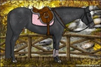 Horse Color:Black Appaloosa Rabicano 