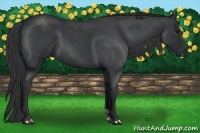 Horse Color:Blue Roan