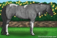 Horse Color:Blue Roan Tobiano 