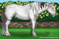 Horse Color:White Spotted Classic Champagne Splash Tobiano Frame 