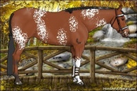 Horse Color:White Spotted Bay Rabicano