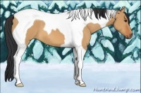 Horse Color:Bay Dun Tobiano 