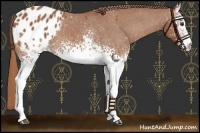 Horse Color:White Spotted Chestnut Blanket 