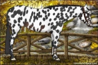 Horse Color:Brown Appaloosa 