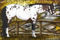 Horse Color:Brown Frame Appaloosa 