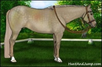 Horse Color:Chocolate Palomino Dun