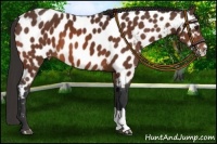 Horse Color:Bay Appaloosa 