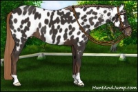 Horse Color:Liver Chestnut Near Leopard 