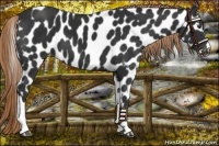 Horse Color:Liver Chestnut Leopard 