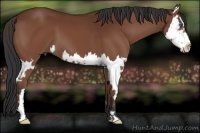 Horse Color:Bay Splash Frame