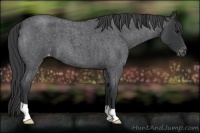 Horse Color:Blue Roan Appaloosa 
