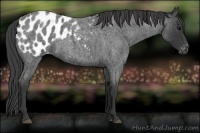 Horse Color:Blue Roan Appaloosa 