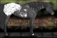 Horse Color:Blue Roan Appaloosa 