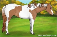 Horse Color:Chestnut Tobiano 