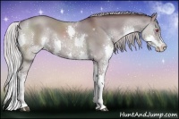 Horse Color:Chocolate Silver Grullo Chinchilla Splash