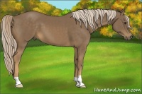 Horse Color:Chocolate Palomino 