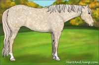 Horse Color:Palomino Dun Appaloosa 