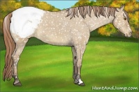 Horse Color:Buckskin Dun Snowflake Varnish