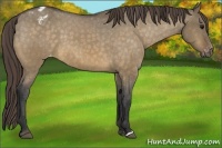 Horse Color:Buckskin Dun Varnish 