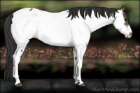 Horse Color:Brown Dun Appaloosa Brindle 