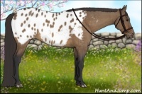 Horse Color:Brown Dun Appaloosa Brindle