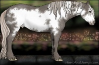 Horse Color:Silver Black Frame Rabicano