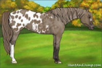 Horse Color:Liver Red Dun Appaloosa 