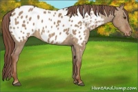 Horse Color:Red Dun Appaloosa 