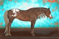 Horse Color:Liver Chestnut Appaloosa
