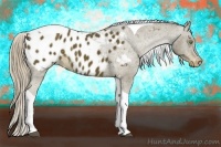 Horse Color:Chocolate Palomino Tobiano Appaloosa