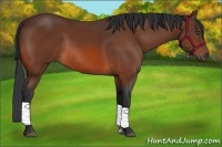 Horse Color:Bay Rabicano 