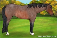 Horse Color:Bay Roan 