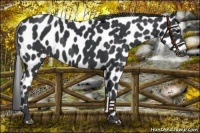 Horse Color:Black Appaloosa 