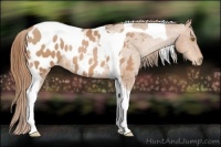 Horse Color:Bay Pearl Tobiano Appaloosa 