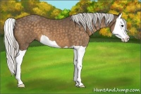 Horse Color:Silver Buckskin Splash 