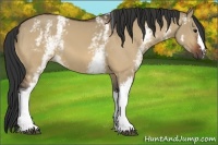 Horse Color:White Spotted Bay Dun 