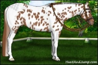 Horse Color:Chestnut Tobiano Near Leopard 