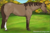 Horse Color:Liver Red Dun 