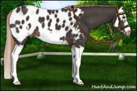 Horse Color:Liver Chestnut Splash Frame Appaloosa 