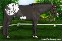 Horse Color:Liver Chestnut Frame Appaloosa 