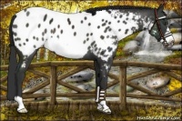 Horse Color:Liver Chestnut Frame Appaloosa