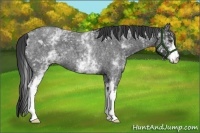 Horse Color:White Spotted Blue Roan 