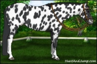 Horse Color:Black Appaloosa 