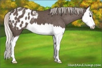 Horse Color:Silver Black Splash Appaloosa 