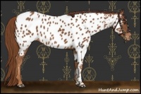 Horse Color:Chestnut Near Leopard 