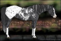 Horse Color:Blue Roan Splash Appaloosa 