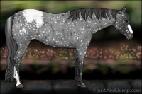 Horse Color:Blue Roan Snowflake Varnish